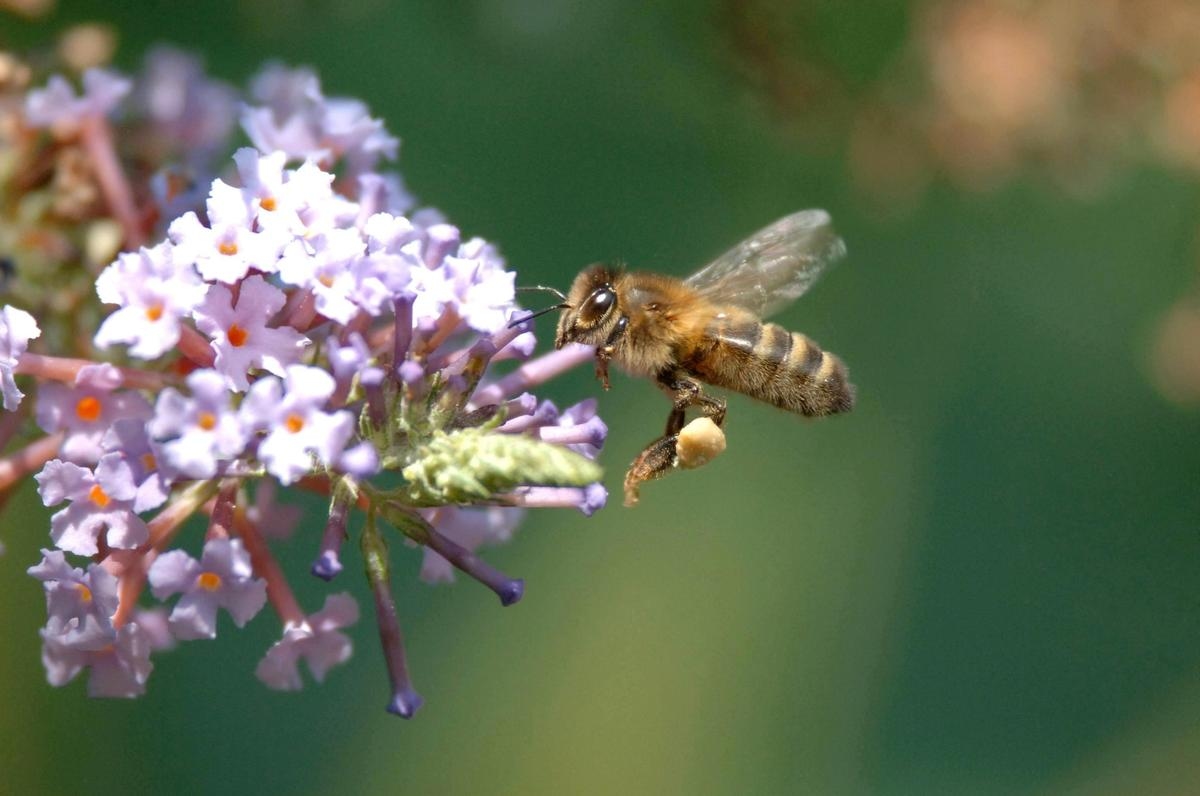 Neonicotinoide: Welche Risiken birgt dieses Pestizid für Bienen? Was die Wissenschaft sagt