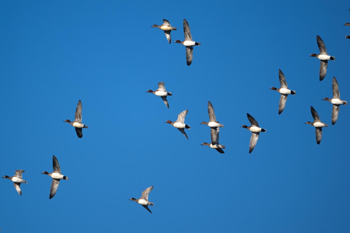 Schweiz: Ente mit über 50 km/h Raserei in 30er-Zone per Radar erfasst