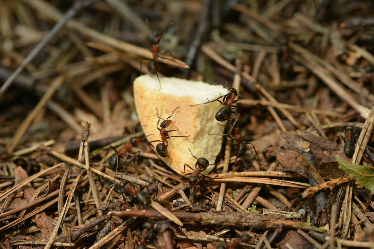 Hormigas: ¿Cómo evitar o eliminar una plaga en tu hogar?
