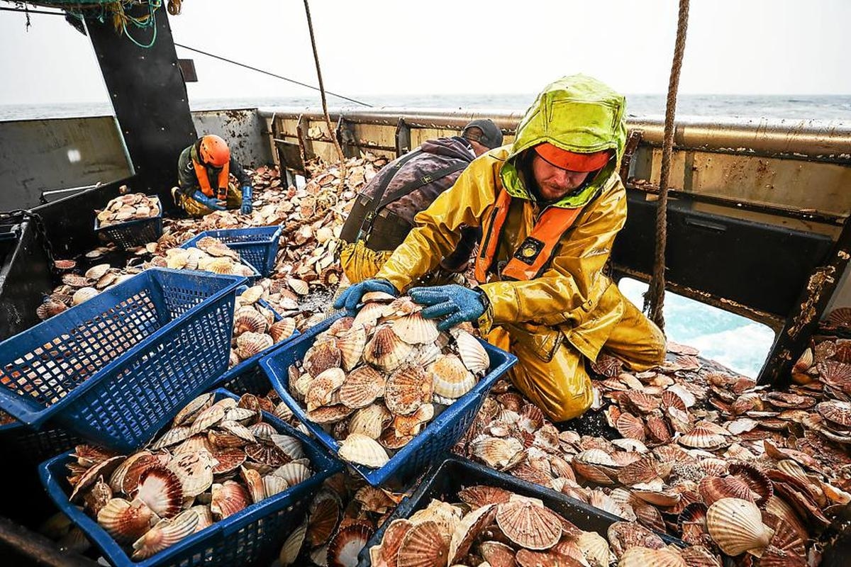 “Un esempio di gestione sostenibile”: come i pescatori conservano le capesante nella baia di Saint-Brieuc, in Côtes-d'Armor