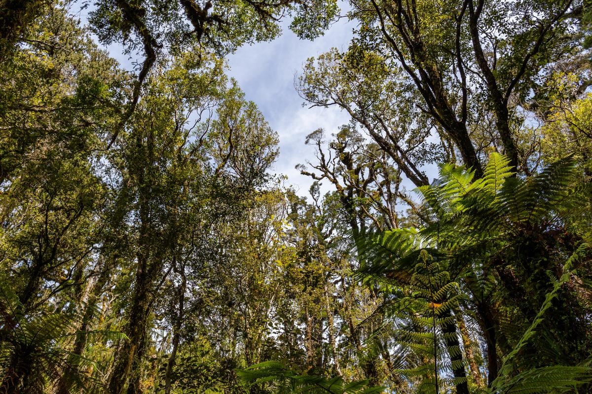 Clima: As florestas da Nova Zelândia absorvem mais CO2 do que o estimado
