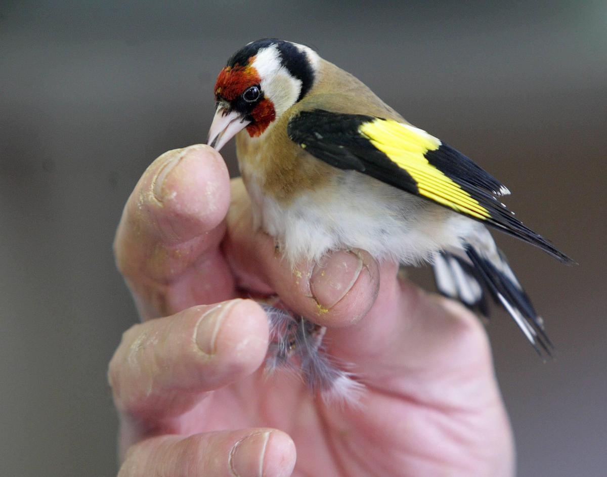 Tráfico de espécies de aves protegidas no Sudoeste, julgamento adiado até janeiro de 2026