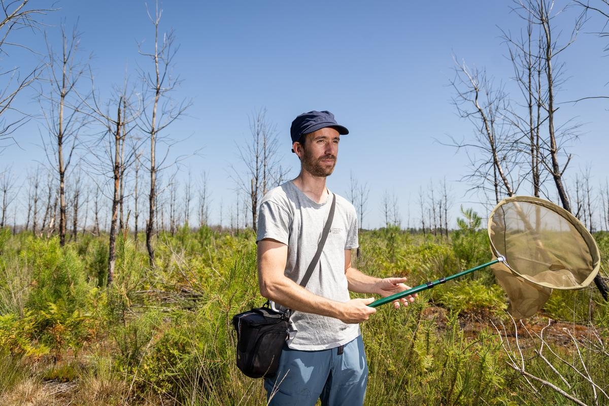 Mariposas en las Landas de Gascuña: «La principal causa de la extinción de especies es la destrucción de hábitats naturales y humedales».