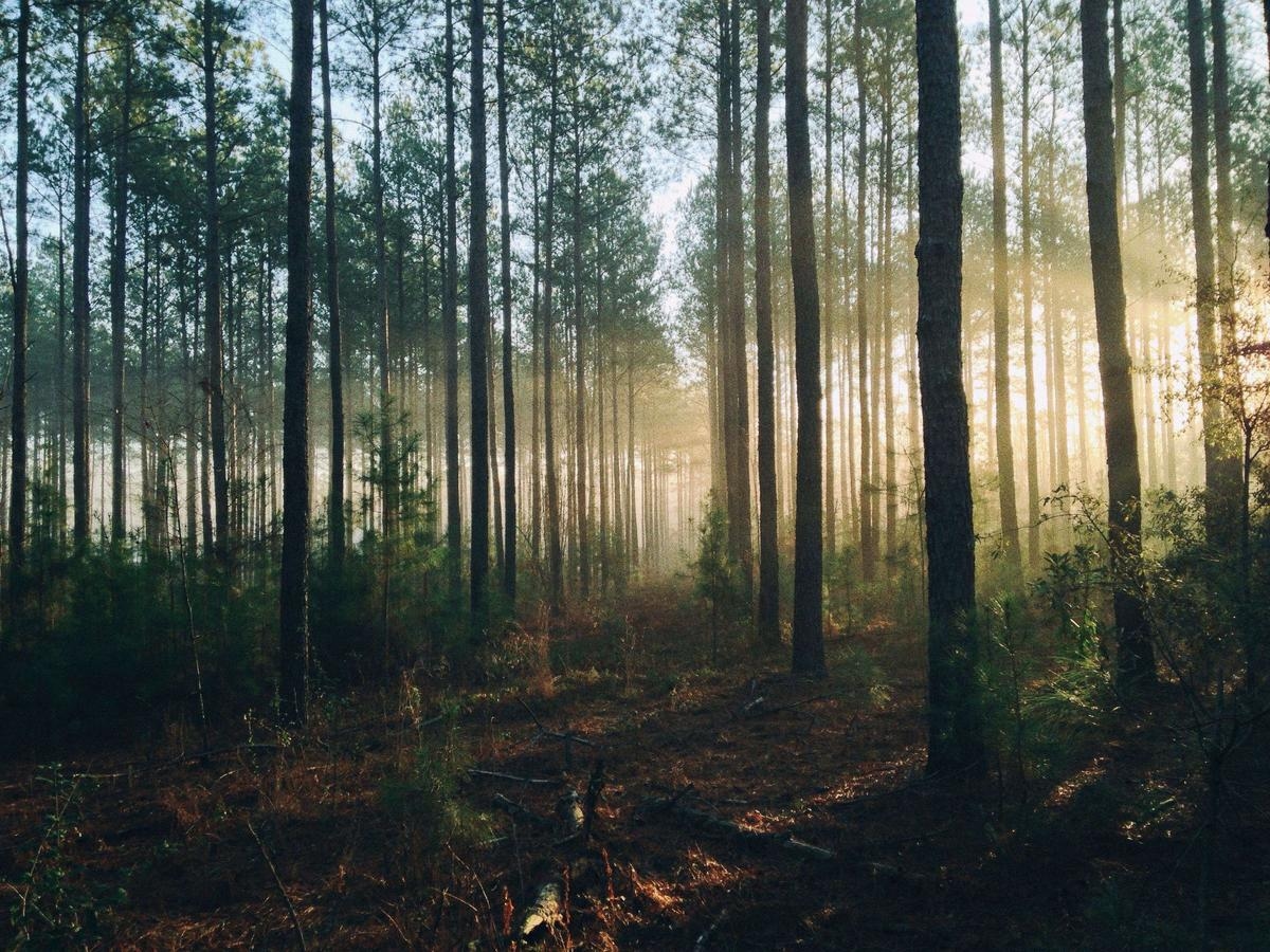 Global warming: is reforestation (really) the solution?