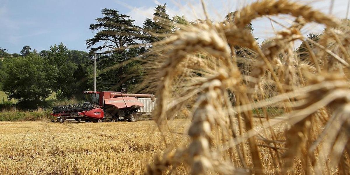 Cosechas en Lot-et-Garonne. Bajos rendimientos, precios a la baja: «Todo esto está poniendo en riesgo a muchas explotaciones».