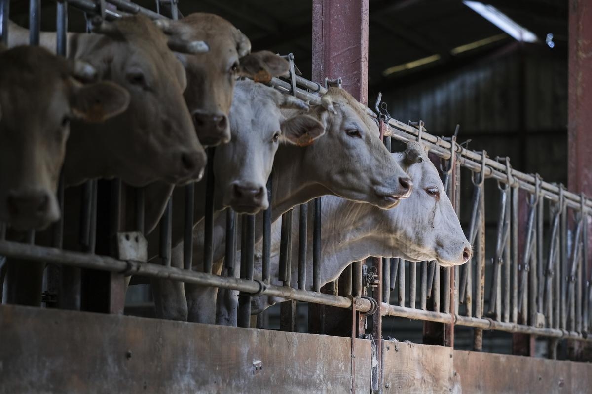 Dermatitis nodular contagiosa: un ganadero de Saboya se opone al sacrificio de sus vacas