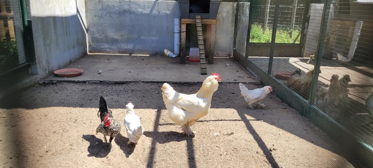 In der Nähe von Bordeaux prangert ein Verein die Gefangenschaftsbedingungen bestimmter Tiere in einem Park an