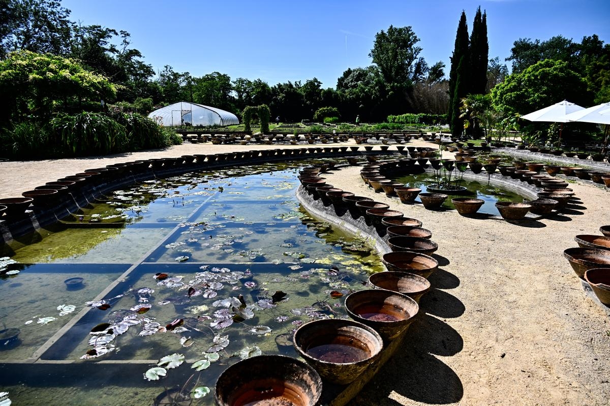 Lot-et-Garonne : les nénuphars de Latour-Marliac dans la fleur de l’âge