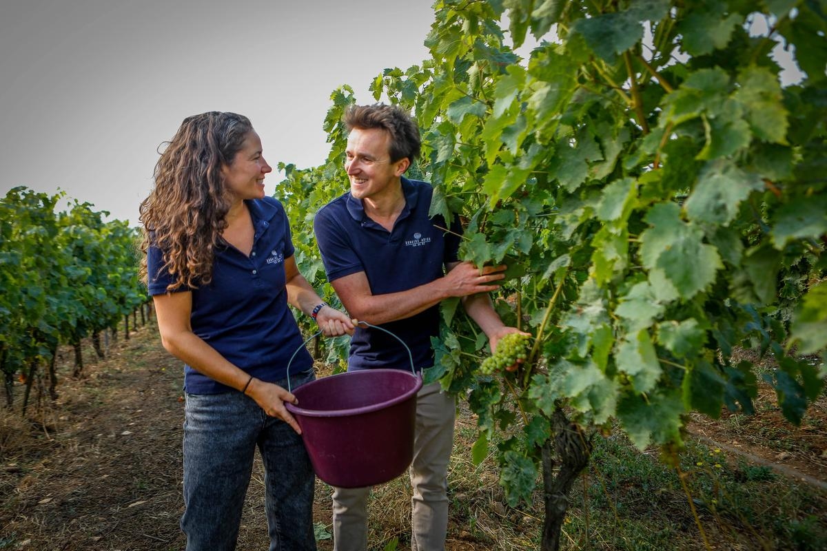 "The heat on the vines is not a tragedy": heatwave, drought, what impact on the wines of Charente-Maritime?