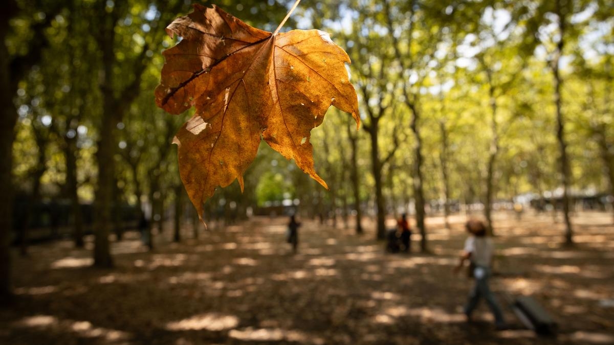 Burdeos: ¿Por qué hay tantas hojas muertas en el suelo en pleno verano?