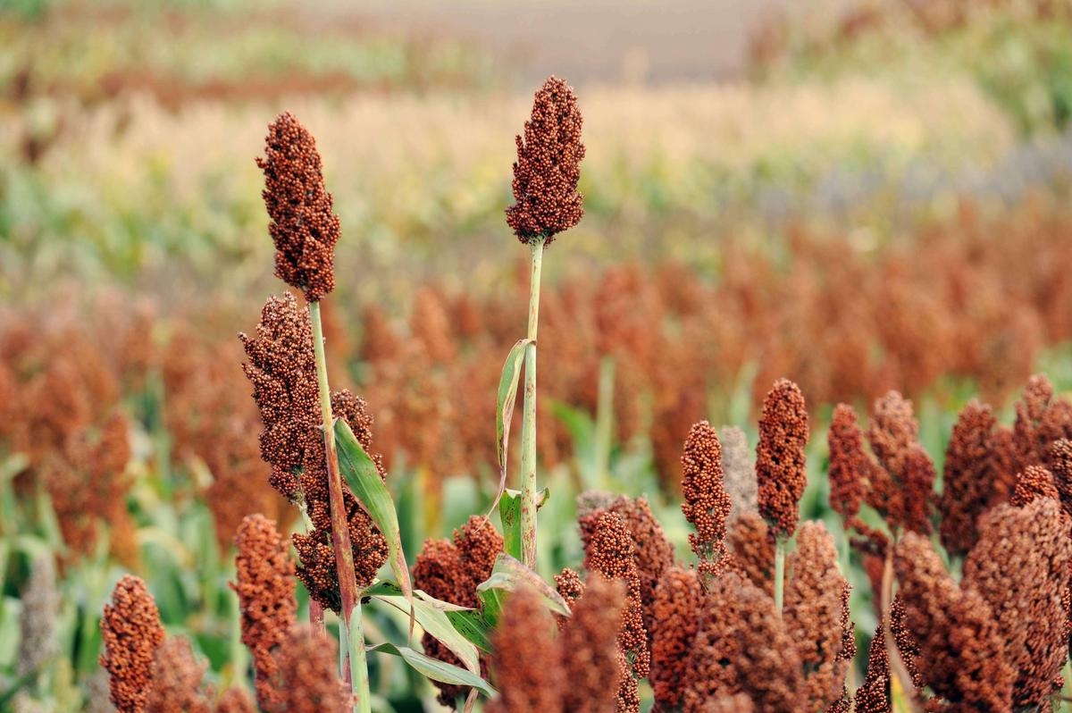 Lot-et-Garonne: this summer, the impact of the drought was "extremely strong on large crops and forests"