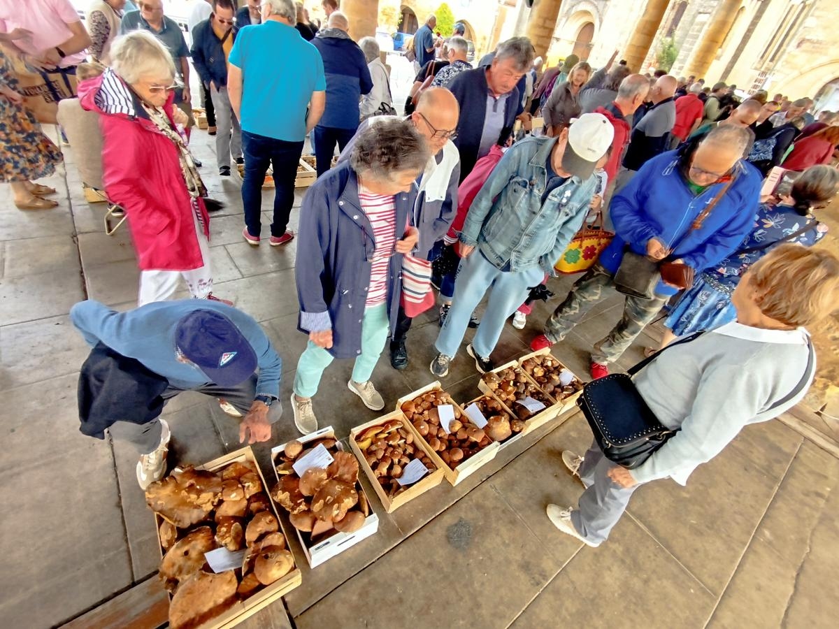 Dordogne: nearly 1 ton of ceps sold in a few minutes at the first official market