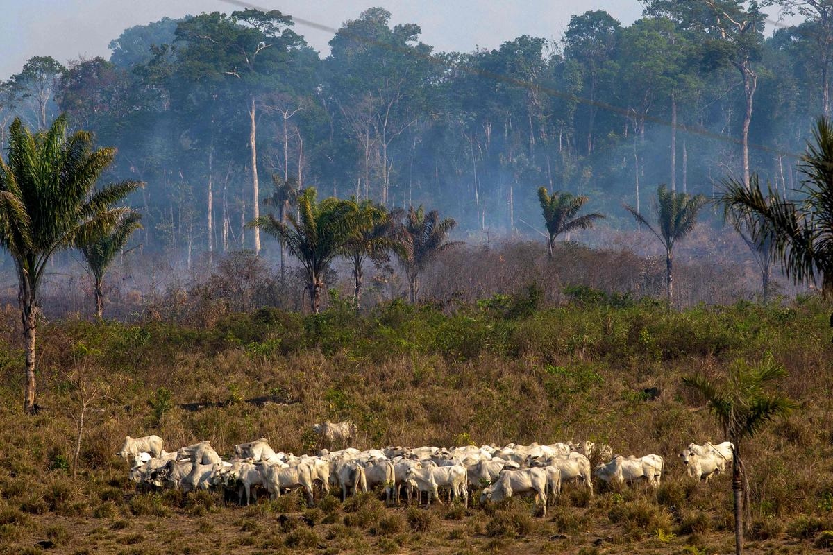 Espagne : un homme meurt dans un incendie de forêt dans une région déjà dévastée cet été