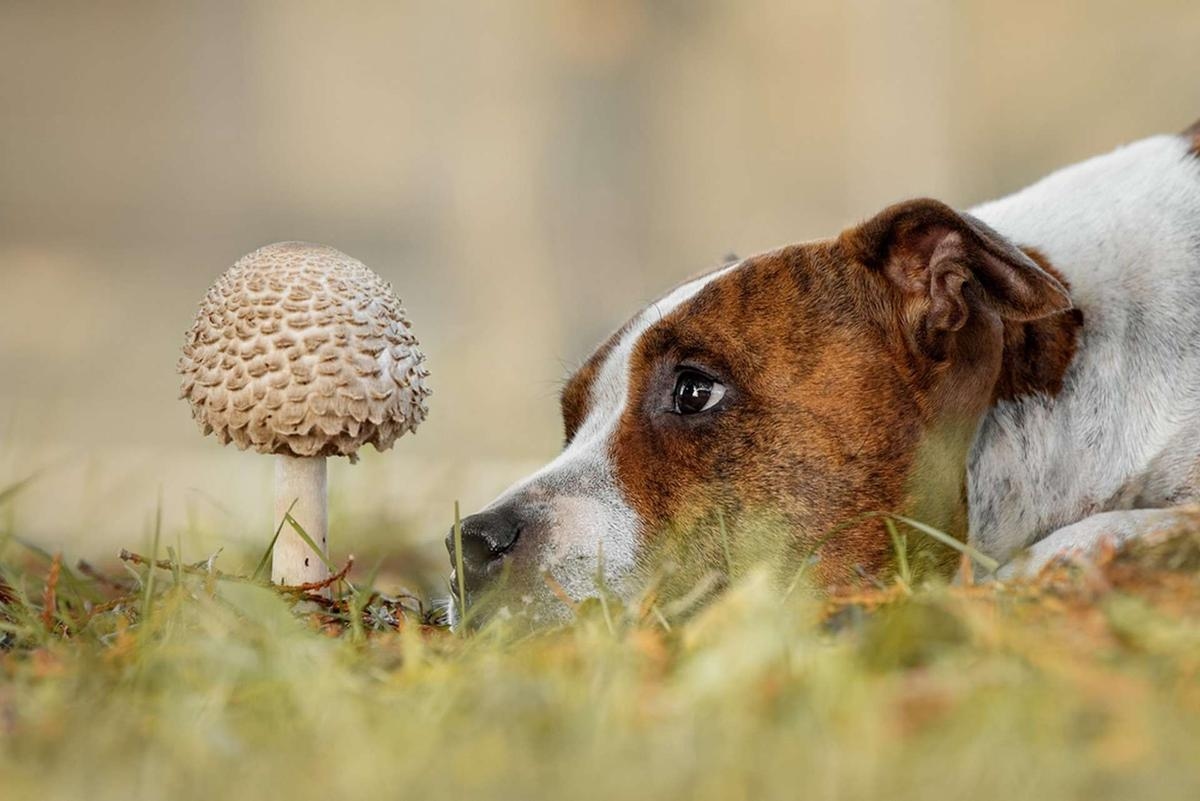 L’automne, la saison de tous les dangers pour le chien