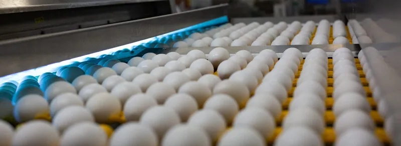 Brezilya'nın yumurta ihracatı yılın ilk yarısında yüzde 192 artarak rekor kırdı