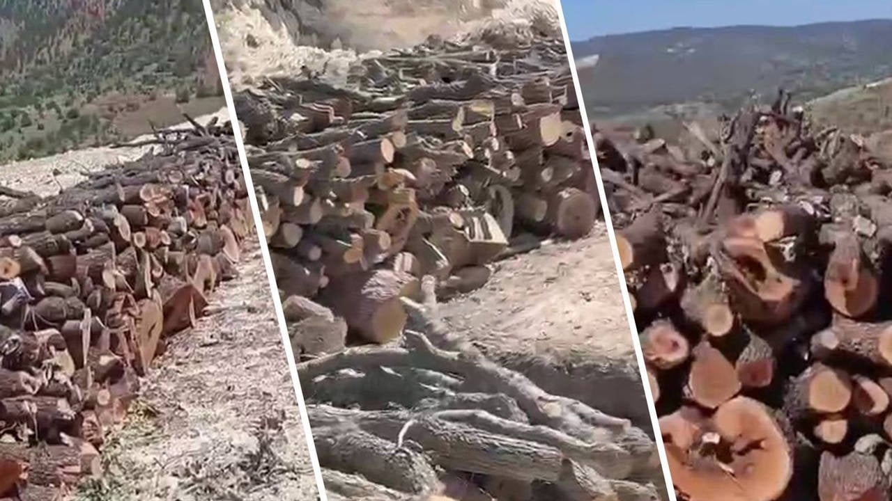 В Габаре растет число убитых деревьев