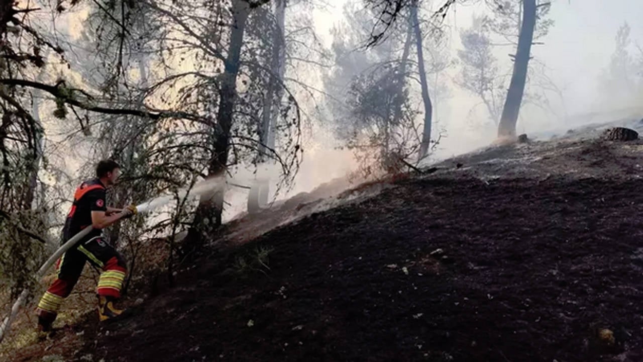 Bossen in twee steden afgebrand