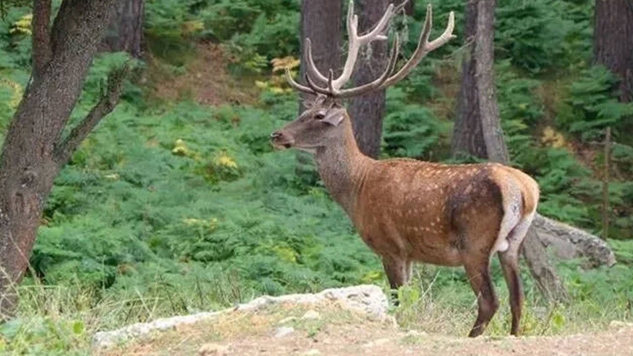 The judiciary has put the brakes on the hunting tender