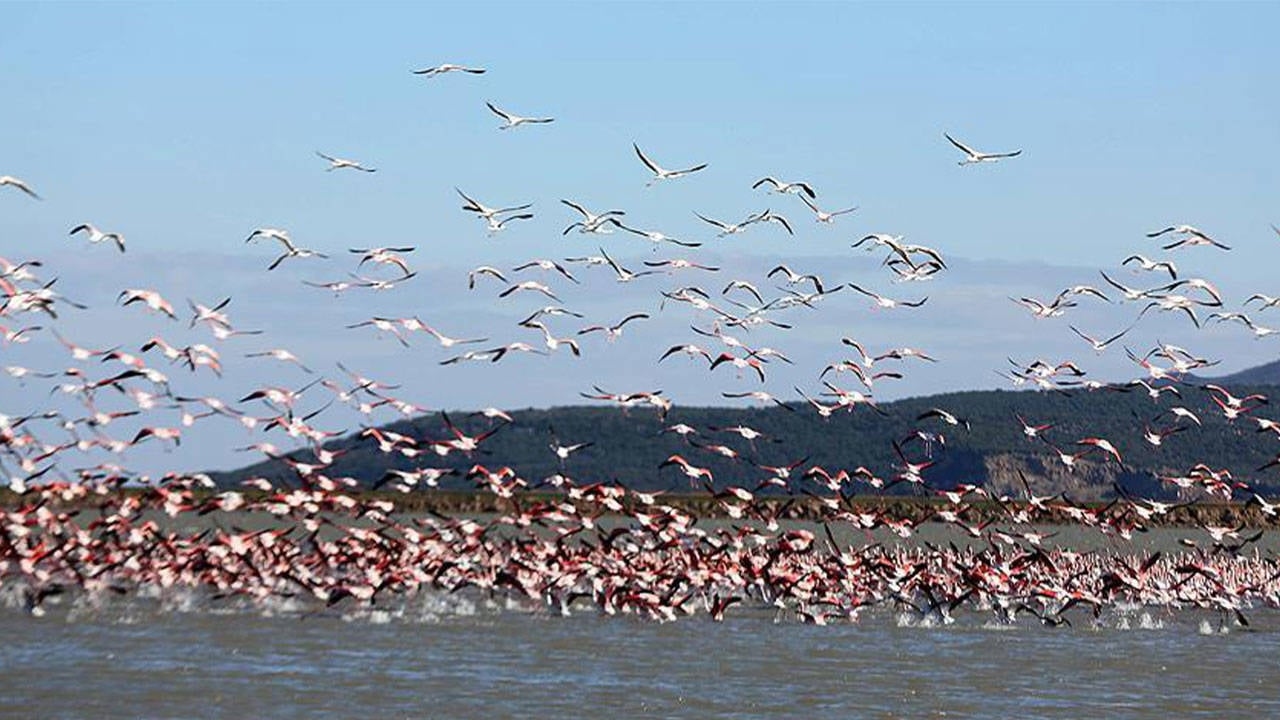 RES au corridor de migration des oiseaux