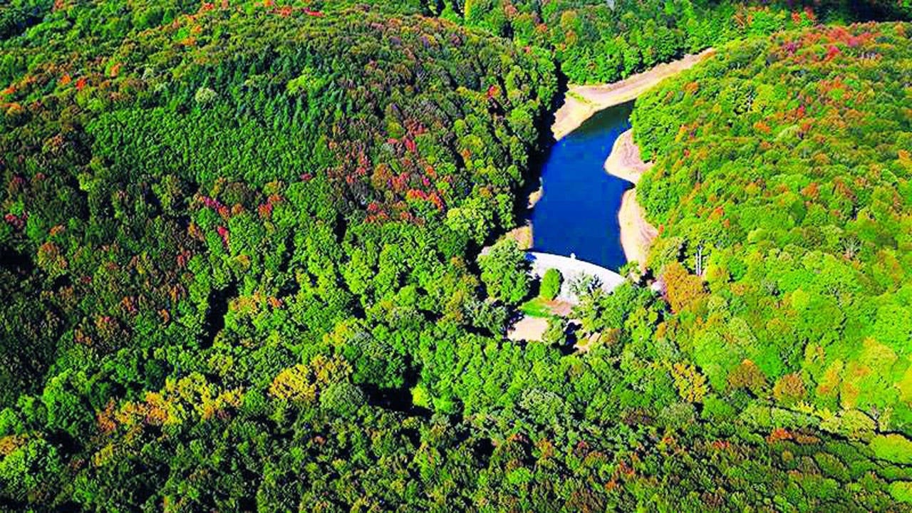 La ley que destruirá el bosque de Belgrado