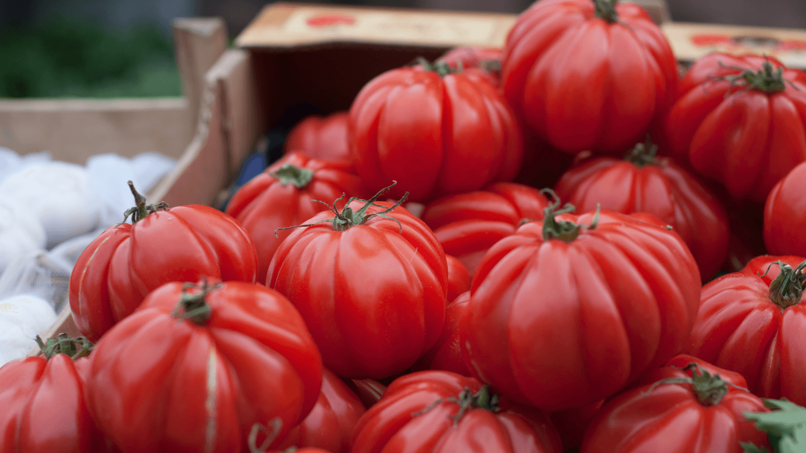 Tomatenanbau mit Solarenergie: BioMatch Filterpaneele steigern die Tomatenproduktion