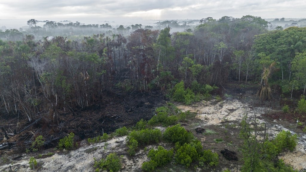 La distruzione della foresta pluviale raggiungerà un livello record nel 2024, mentre il Brasile si deteriora gravemente