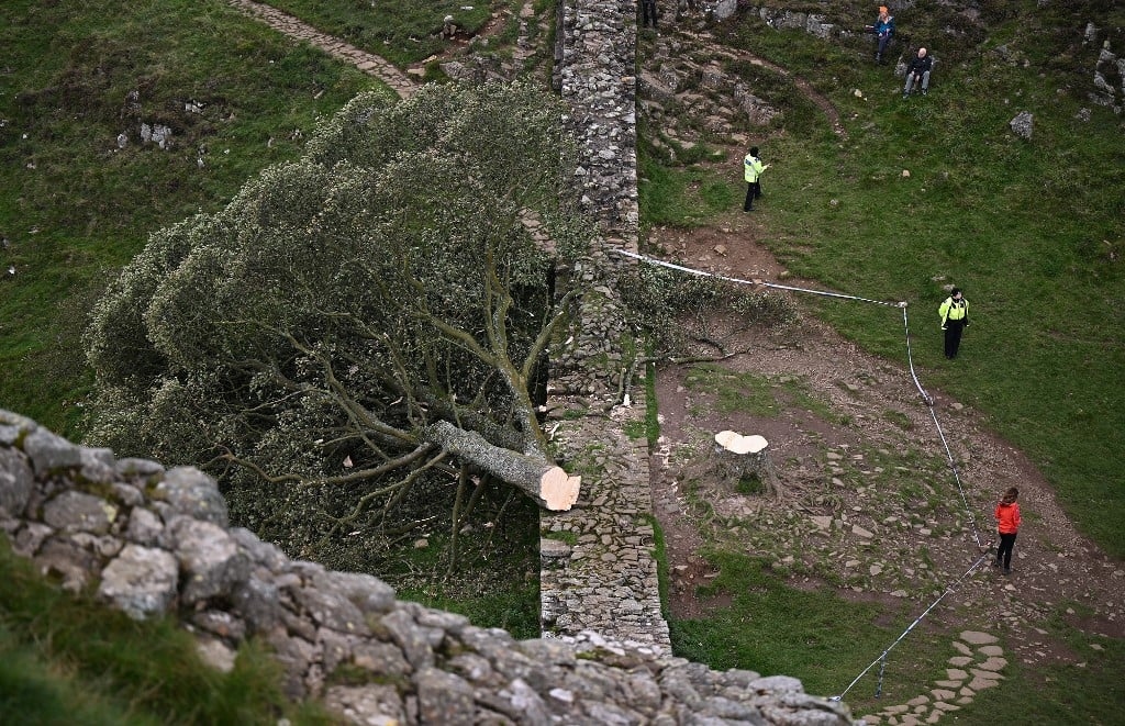Pareja condenada por talar un emblemático árbol en el Reino Unido