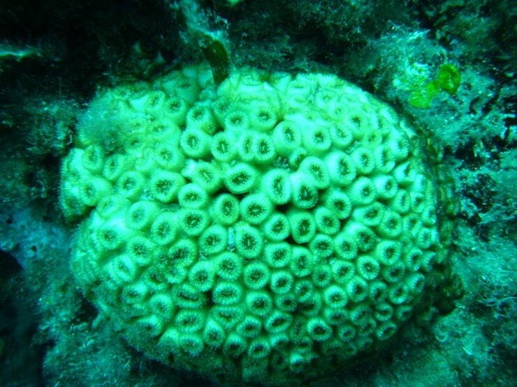 Proyecto de conservación de corales endémicos de Mármara y el Egeo Norte
