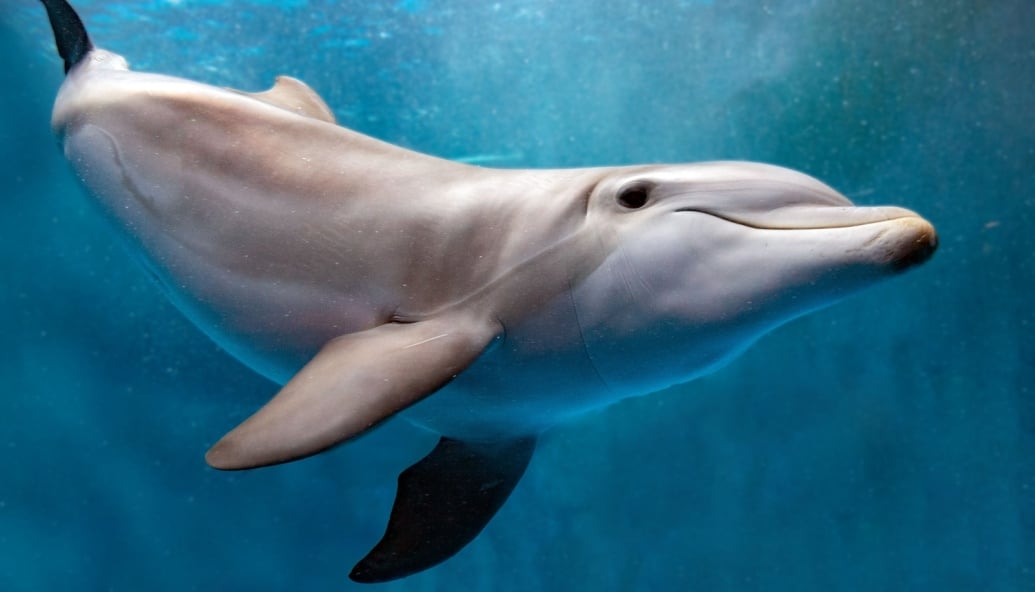 What will floating windfarms do to marine life?