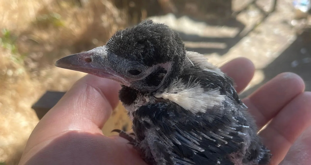 Fırat EDAŞ's Environmentally Sensitive Intervention: Birds Are Safe