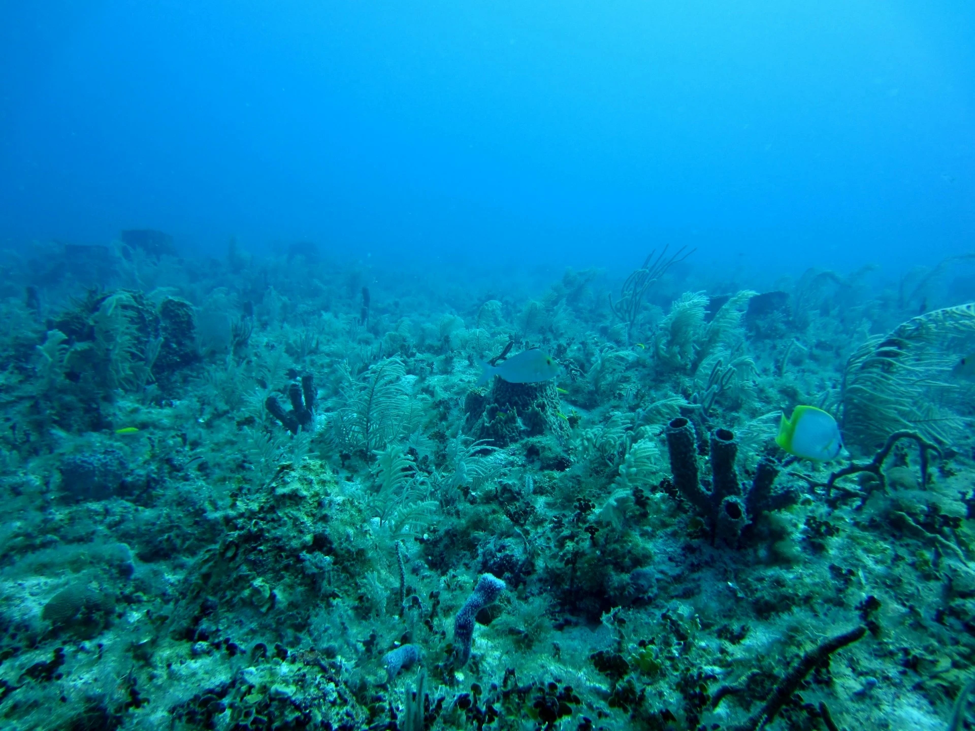 Record Heat in the Mediterranean Could Have Devastating Consequences for Ecosystems