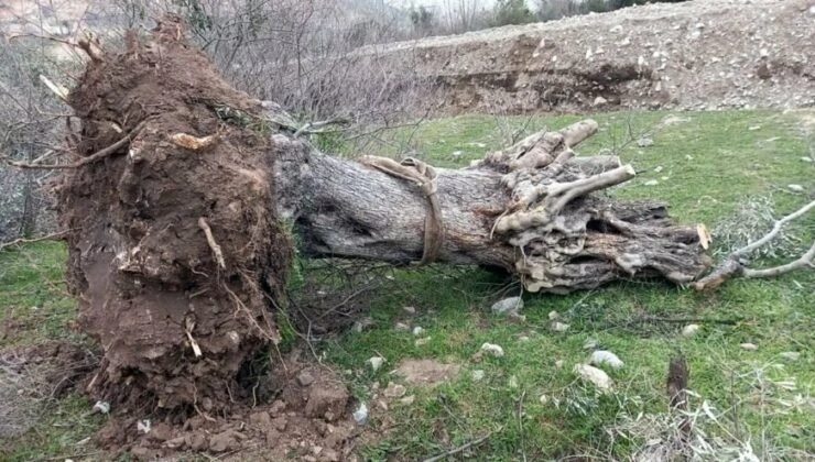 Artículo 11 del Proyecto de Ley de Minería aprobado: “Se destruirán olivares para extraer carbón”