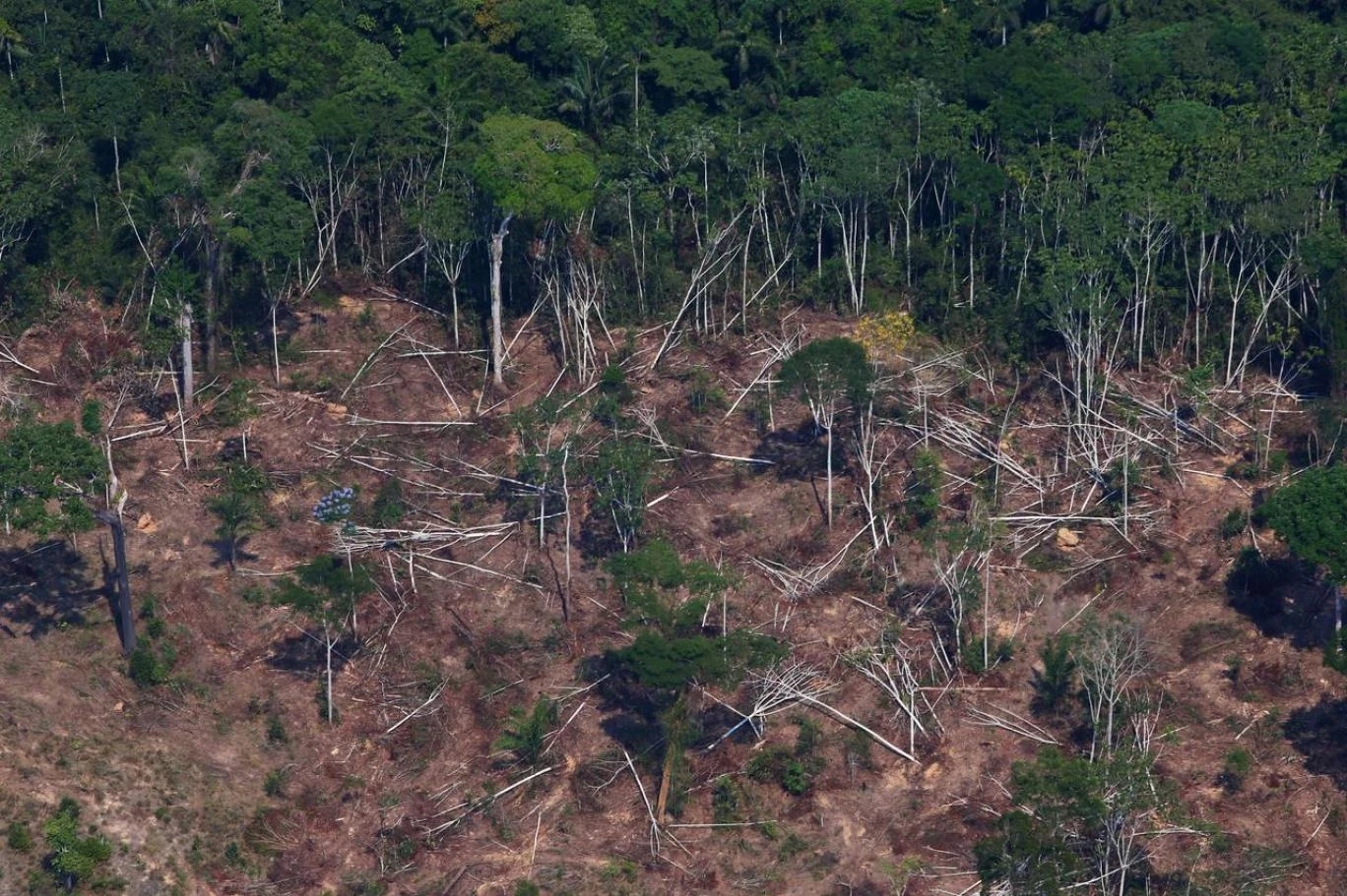New Report: World Far Behind Deforestation Targets