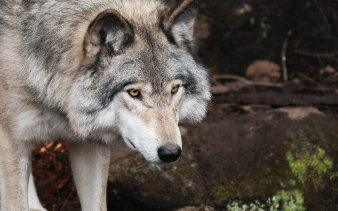 Auvergne-Rhône-Alpes: Kurtlara karşı savunma amaçlı atış için erişim koşulları 2026'dan itibaren basitleştiriliyor