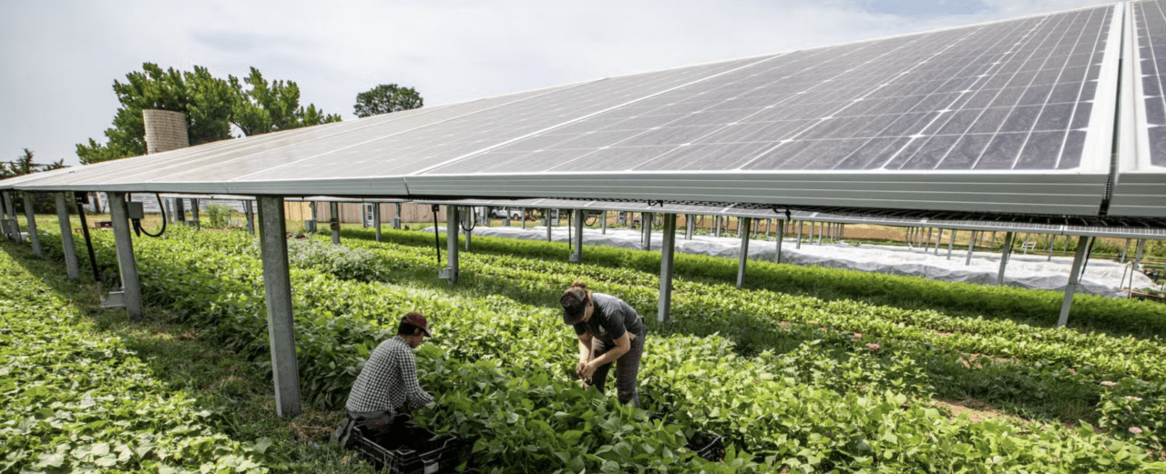 Lightstar Announces Agrivoltaics Project at New York Farm
