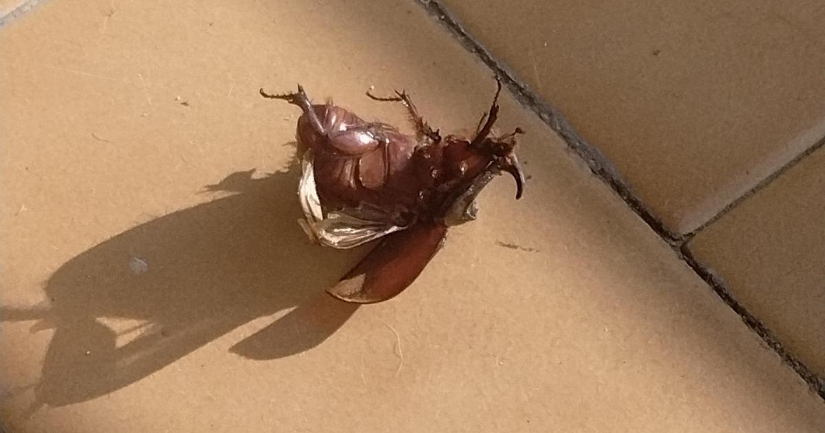 Roma invadida por cucarachas voladoras: con el primer calor la especie americana llega a la ciudad