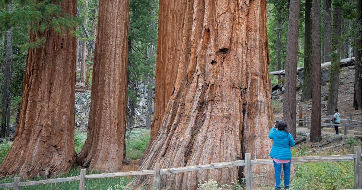 Trump remove proteções de 1/3 das florestas dos EUA, maior floresta antiga em risco