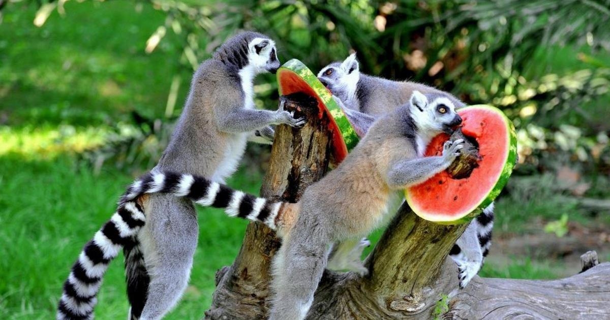 Record heat, even animals suffer. At the Bioparco in Rome, popsicles and dives in the pool