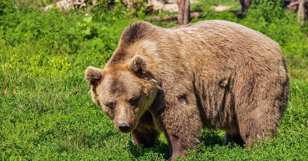 Romania, motociclista fotografa un'orsa con i cuccioli: l'animale lo trascina nel bosco e lo uccide