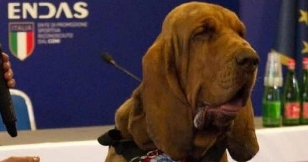 Ucciso Bruno, il cane eroe premiato da Giorgia Meloni