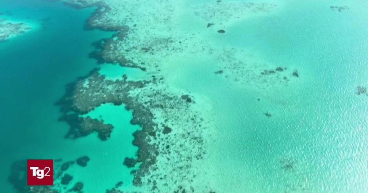 Australien: 2.300 km Korallenriff sind aufgrund der Rekordbleiche im letzten Jahr gefährdet.