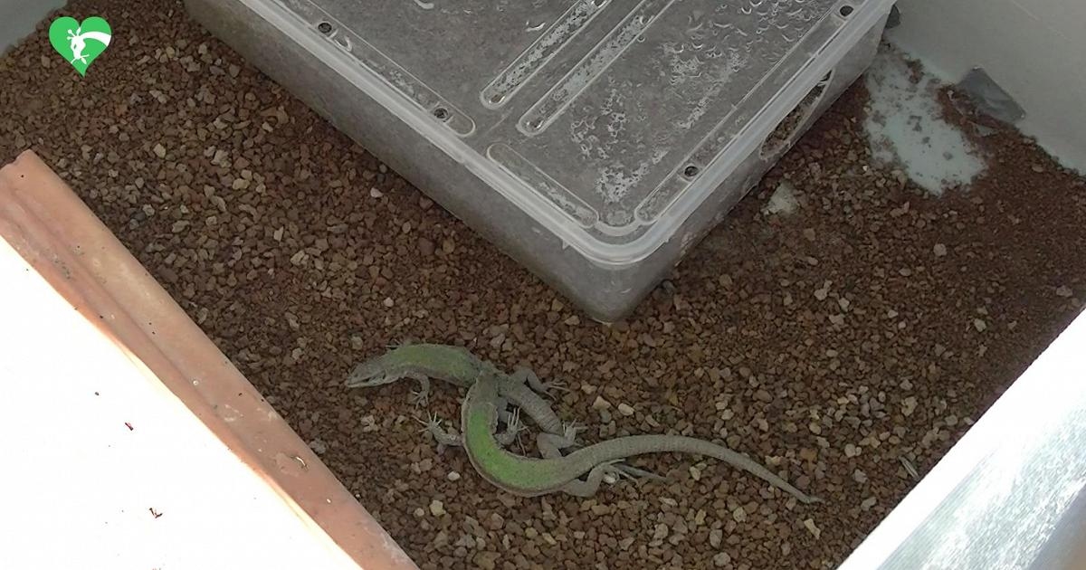 52 extreem zeldzame Eolische hagedissen zijn uit het ei gekropen in Bioparco in Rome.