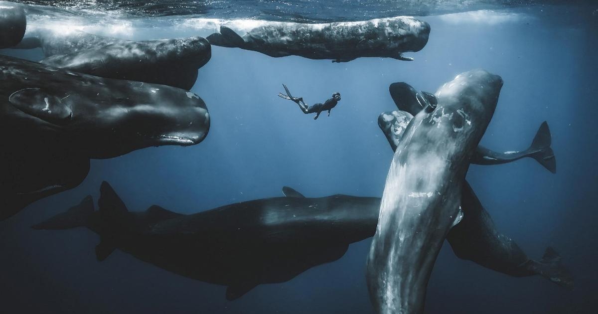 Yılın Okyanus Fotoğrafçısı: Finalist fotoğraflar