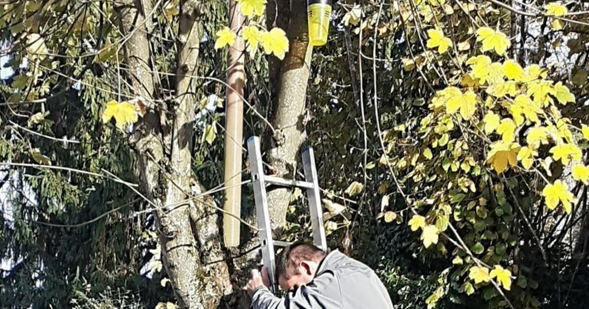 Lechâtelet. Comment la municipalité veut éradiquer le frelon asiatique de la commune