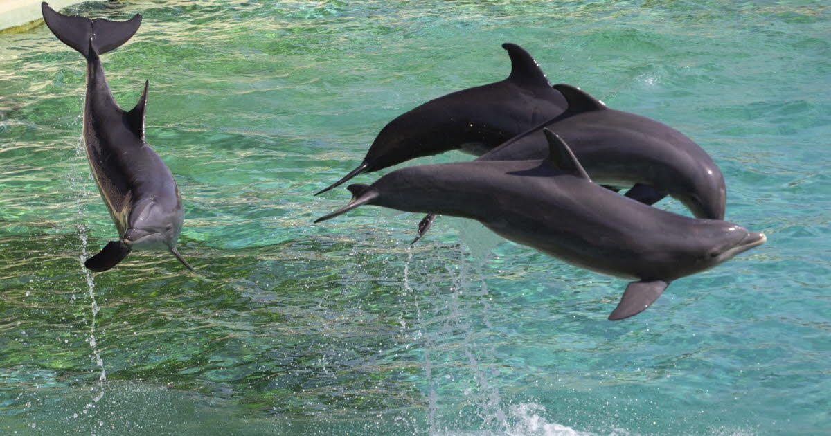 Animaux. Le zoo de Beauval va se doter d'une structure d'accueil de dauphins