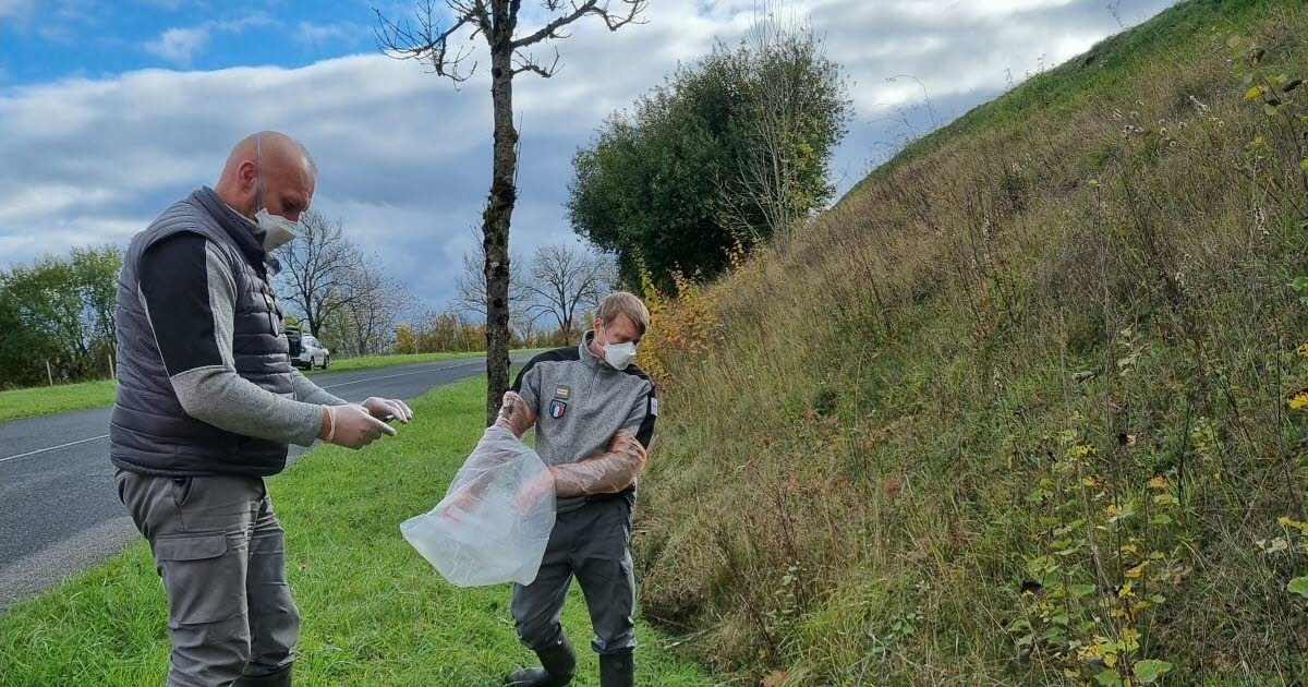 Mosa. Gripe aviar: 140 municipios afectados por medidas restrictivas adicionales