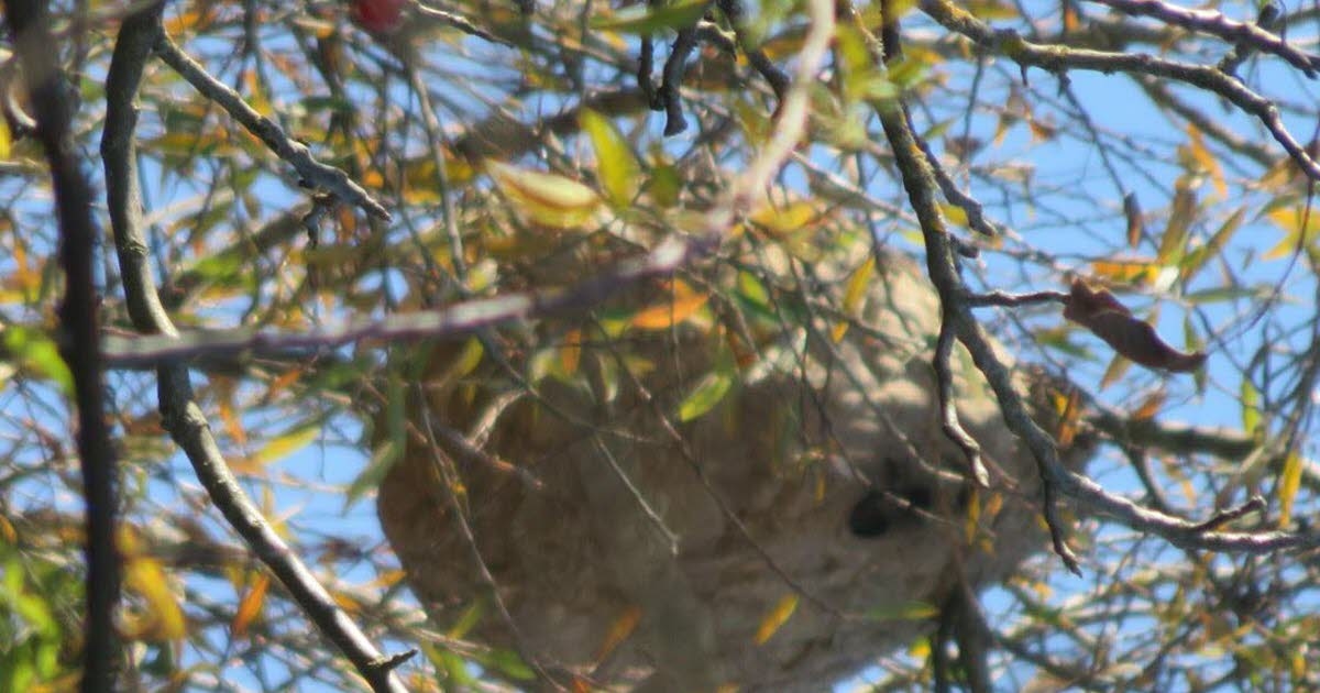 Échenoz-la-Méline. Nid de frelons à la Véze