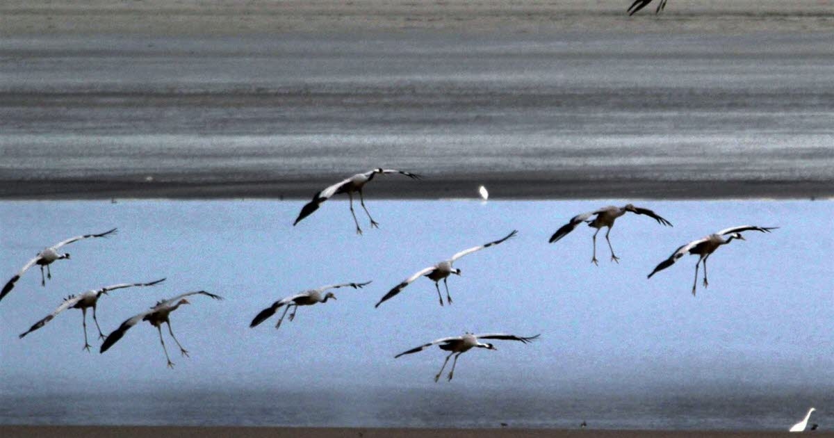 Lorraine. Grippe aviaire : chasse, pêche, zoo... Les mesures de sécurité ont été renforcées