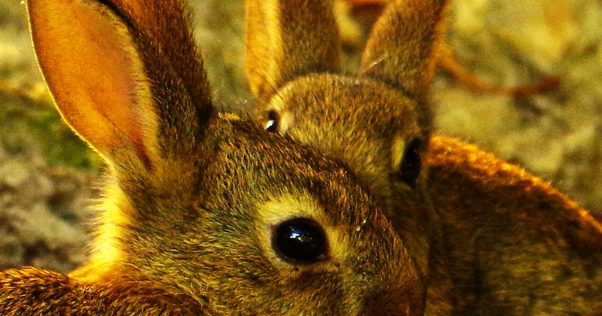 West of Lyon. Hunting: the hares will be able to breathe a sigh of relief from this Sunday evening, but not the rabbits!