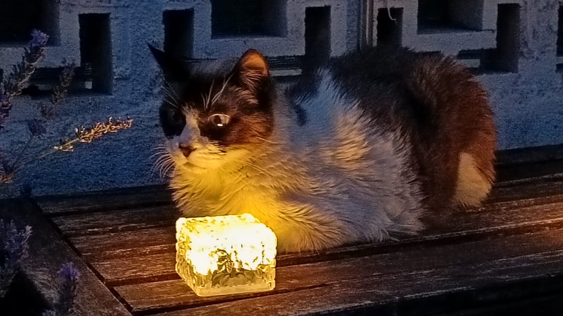 Fernando Ocaña (Tüylü Dostları Kurtarmak): İnsan kalitesi, aynı zamanda toplum kedilerine nasıl davrandığımızla da ölçülür